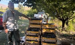 200 yıllık bağlarda Cimin Üzümü hasadı başladı