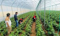 Cizre’de üreticilere seracılık desteği