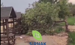 İdil’de Şiddetli Fırtına Ağaçlar Kökünden Devrildi