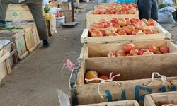 Organik domates hasadı başladı