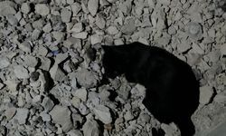Kedi yakaladığı fare ile saatlerce oynadı