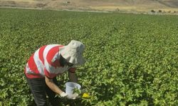 Cizre’de Pamuk Tarlalarında Biyoteknik Mücadele