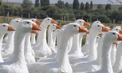 Başkanlığı bıraktı, kaz yetiştirmeye başladı