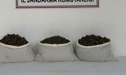 253 bin kök kenevir ve 42 kilo esrar ele geçirildi