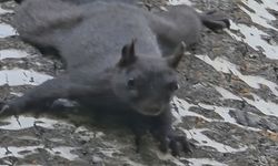 Nadir görülen kara sincap görüntülendi