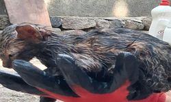 Ziftin içine giren yavru kedi ölümden döndü