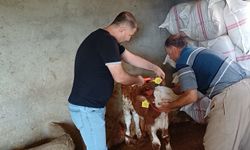 Şırnak’ta hayvan sağlığı için aşılama ve küpeleme çalışmaları sürüyor