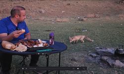 Piknik sofrasına davetsiz misafir