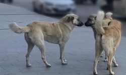 Sahipsiz hayvanlara yönelik denetim yapılacak