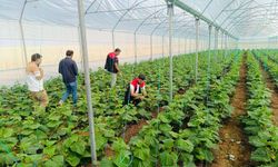 Cizre’de Üreticilere Seracılık Desteği