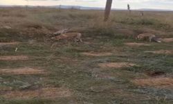 Arı kovanlarını taşırken 3 tilki geldi, vatandaş misafirlerini eliyle besledi