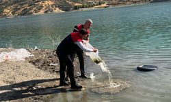 Uludere’de Baraj Göllerine Yüzbinlerce Yavru Sazan Bırakıldı