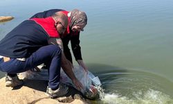 İdil’de gölete 100 bin yavru sazan bırakıldı