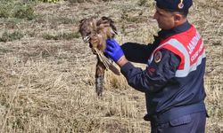 Yaralı kızıl şahine jandarma eli