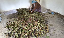 Sonbaharla birlikte ceviz mesaisi başladı