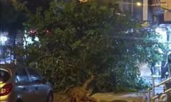 Şiddetli fırtına ağaçları devirdi
