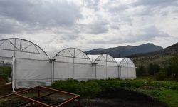 Şırnak’ta seracılık gelişiyor; Üreticiler pazar desteği bekliyor