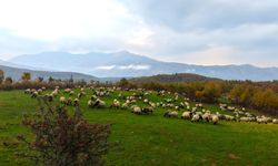 Yaylalarda göçerlerin dönüş yolculuğu başladı