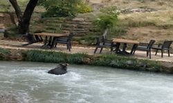 İnsanları görünce suya atladı! Yavru ayının kaçışı kamerada