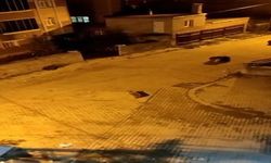 Ayılar mahalleyi istila etti