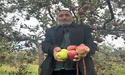 Bir ağaçta hem kırmızı hem yeşil elma