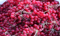 "Gençlik iksiri" olarak bilinen gilaburu tezgahlarda