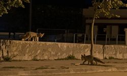 Tilkiler şehir merkezinde, ayılar köylerde görüldü