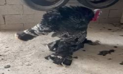 Erkek hindi, vefat eden dişi hindinin başından ayrılmadı
