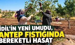 İdil’in yeni umudu, Antep Fıstığında bereketli hasat
