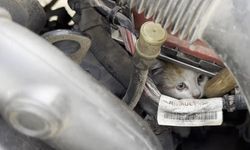 Aracın motor kısmına giren kedi uzun uğraşlar sonucu çıkartıldı