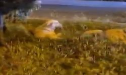 "Köpekler saldırmıyor" deyip video çekerken derken köpeklerin saldırısına uğradı