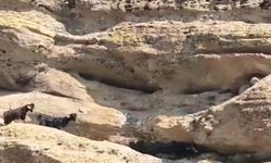 70 metre yükseklikte mahsur kalan keçiler kurtarıldı