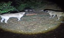 Köpeklerin havlamasına aldırmayan ayı, yemeğini sakince yedi