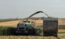 Silajlık mısır hasadı başladı