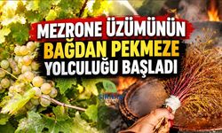 Mezrone Üzümünde Bağ Bozumu Başladı, Kazanlar Kaynıyor