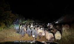 Dağlık alanda mahsur kalan çoban ve 200 küçükbaş hayvan kurtarıldı
