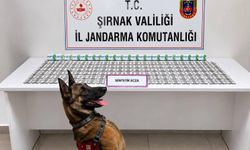 Şırnak’ta Aranan 49 Kişiden 12’si Tutuklandı