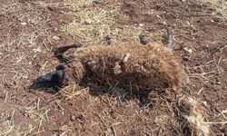 Silopi'de Başıboş Köpekler Koyunlara Saldırıp Telef Etti!