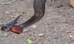 Odunluğa giren yılan itfaiyeyi harekete geçirdi