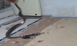 Evine giren yılan ve akrebe zarar vermeden doğaya saldı