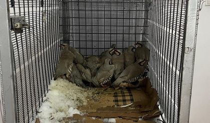 Keklik avcılarına 75 bin 303 TL idari para cezası