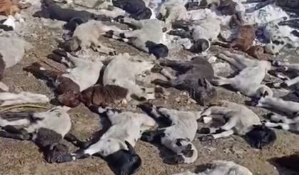 Ahırda Çıkan Yangında 68 Hayvan Telef Oldu