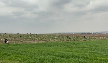 Bedava lahanayı duyan yağmura rağmen tarlaya akın etti