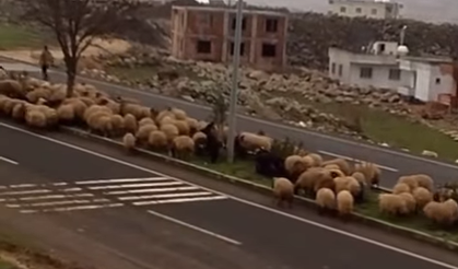 İdil’de Tepki Çeken Görüntüler, Belediye Yargıya Taşıdı