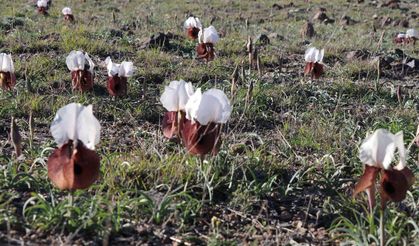 Kurt kulakları meraları süslüyor