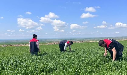 Silopi’de Hububat Alanlarında Saha Denetimleri Sürüyor