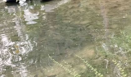 Nehirde akıntı arttı, binlerce balık kıyıya akın etti