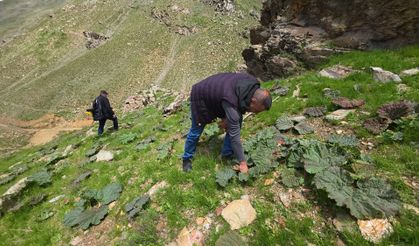 Vatandaş 'yayla muzu' için dağlara akın etti
