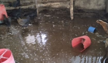 Kümesi su bastı, civcivler telef oldu