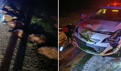 Otomobil sürüye çarptı 2 Yaralı, 40 Hayvan Telef Oldu